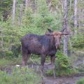 Moose june 07 rangeley